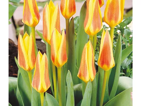 Tulipa kaufmanniana 'Guiseppe Verdi'