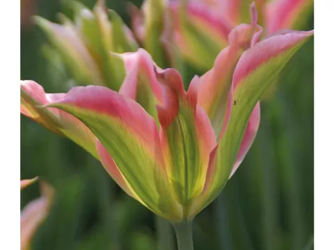 Tulipa viridiflora 'Virichic'