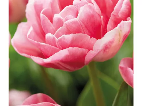 Tulipa dubbel 'Vogue'