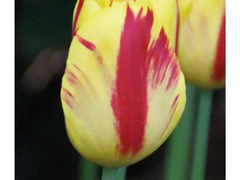 Tulipa triumph 'Washington'