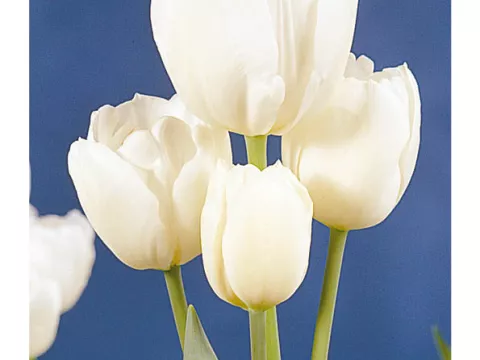 Tulipa multi 'Weisse Berliner'