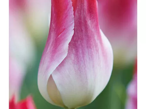 Tulipa triumph 'Whispering Dream'