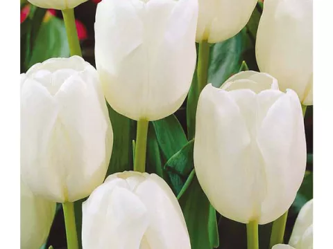 Tulipa triumph 'White Dream'