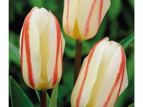 Tulipa greigii 'White Fire'