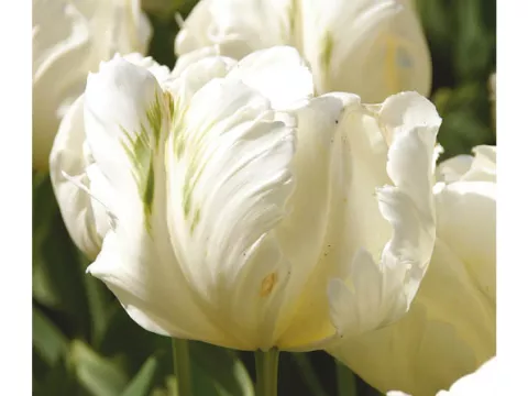Tulipa parkiet 'White Parrot'