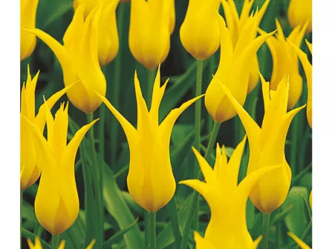 Tulipa liliflorum 'West Point'