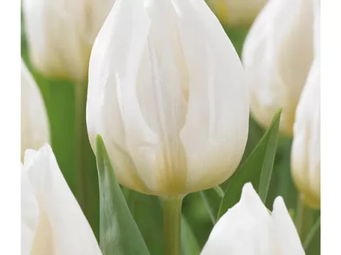 Tulipa (EV) 'White Prince'