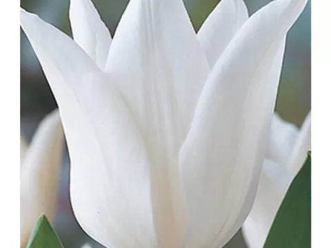 Tulipa liliflorum 'White Triumphator'