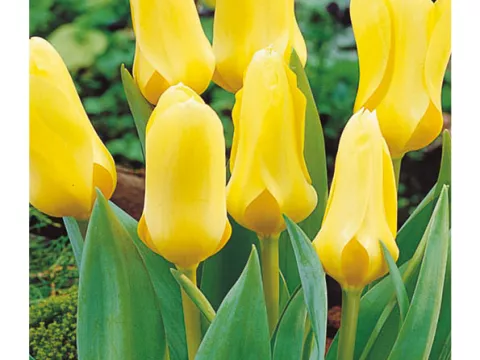 Tulipa fosteriana 'Yellow Emperor'