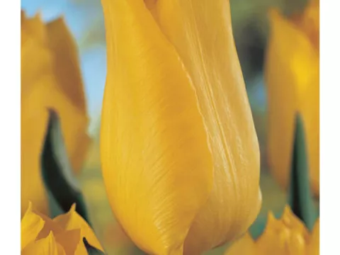 Tulipa (EV) 'Yokohama'