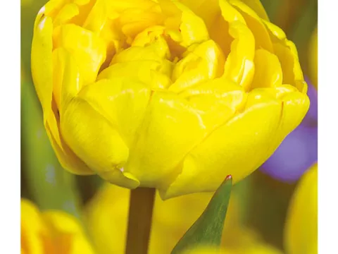 Tulipa dubbel 'Yellow Pomponette'