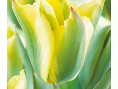 Tulipa viridiflora 'Yellow Springgreen'