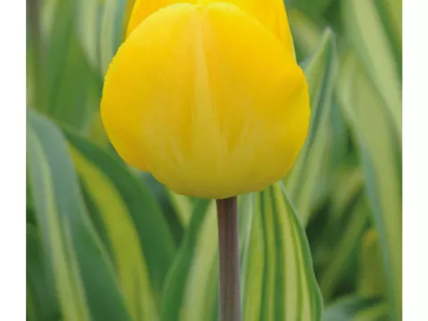 Tulipa Darwin hybr. 'Yellow Wave'
