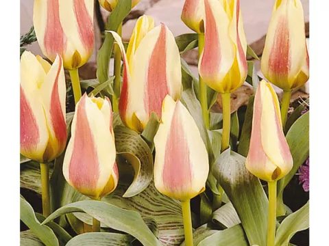 Tulipa greigii 'Zampa'