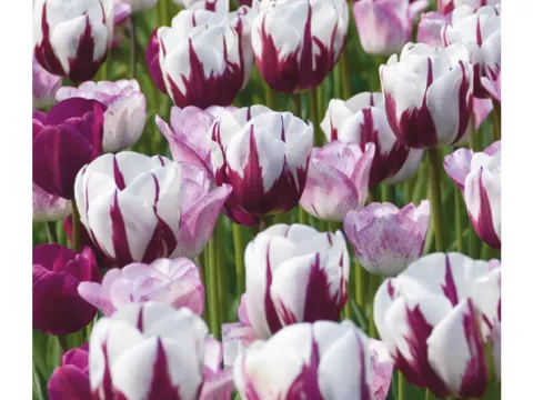 Tulipa triumph 'Zurel Mix'