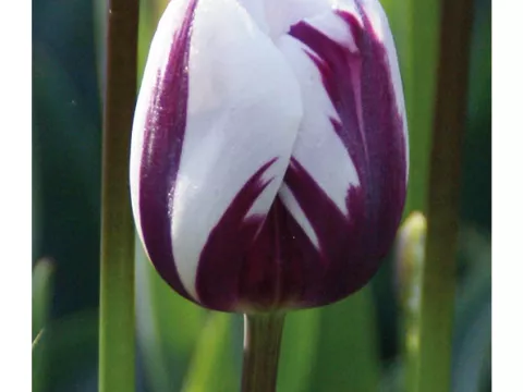 Tulipa triumph 'Zurel'