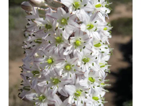 Urginea maritima (zeeui)