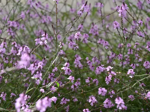 Verbena officinalis 'Bampton'