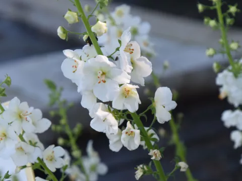 Verbascum phoeniceum 'Flush of White'