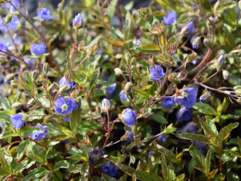 Veronica umbrosa 'Georgia Blue'