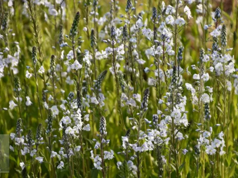 Veronica gentianoides