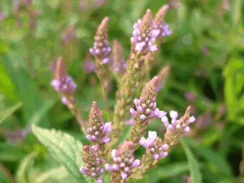 Verbena hastata