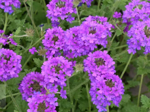 Verbena can. 'Homestead Purple'