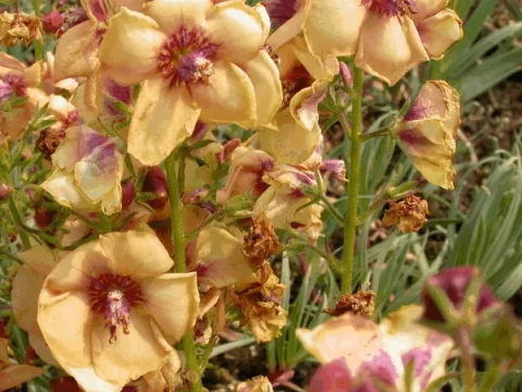 Verbascum 'Jackie'