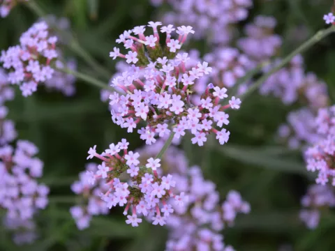 Verbena bonariensis 'Lollipop'