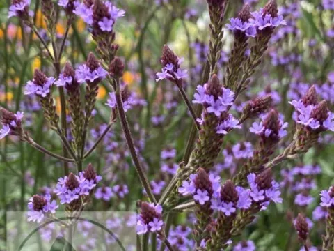 Verbena macdougalii 'Lavender Spires'