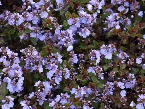 Veronica petraea 'Mme Mercier'