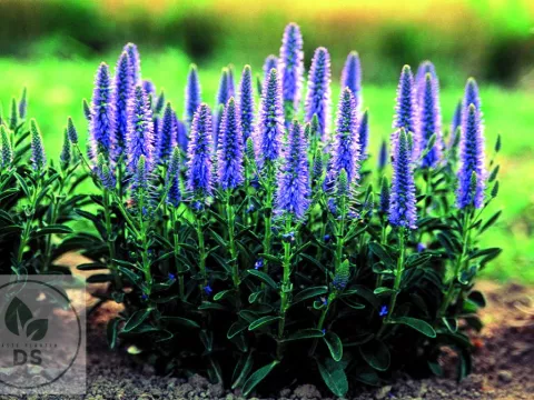 Veronica spic. 'Nana Blauteppich'