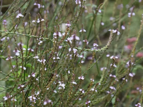 Verbena officinalis