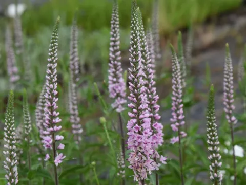 Veronica longif. 'Pink Damask'