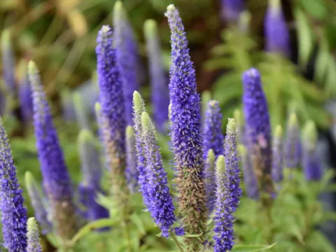 Veronica spic. 'Royal Candles'