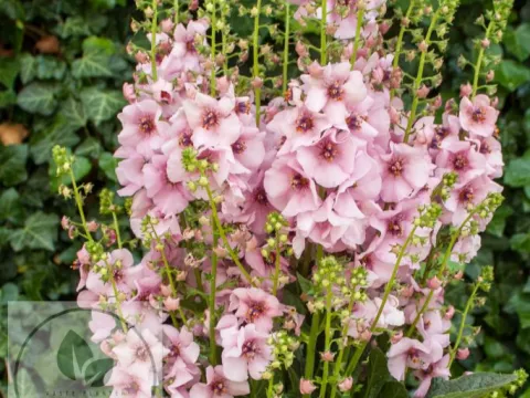 Verbascum 'Rosie'