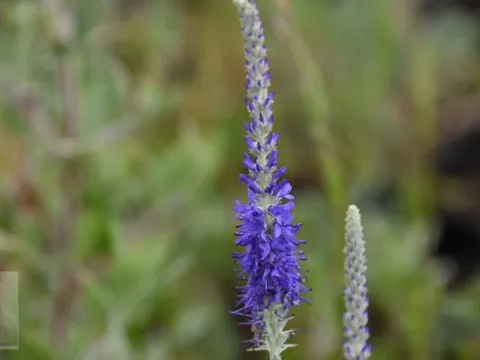 Veronica spic. ssp. incana