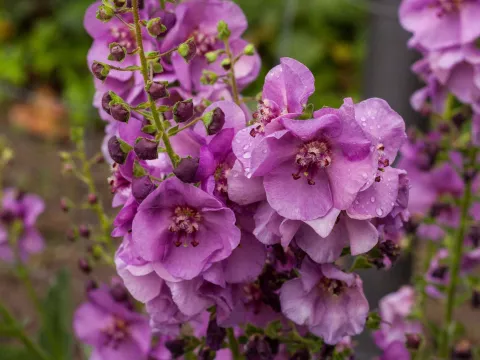 Verbascum 'Sugar Plum'