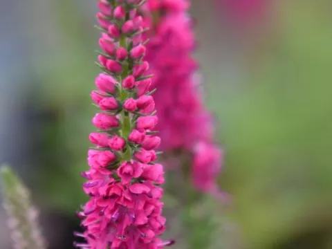 Veronica spic. 'Rotfuchs'