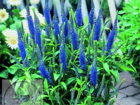 Veronica spic. 'Ulster Dwarf Blue'