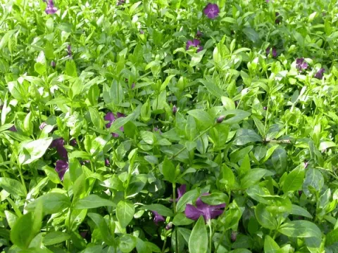 Vinca minor 'Atropurpurea'