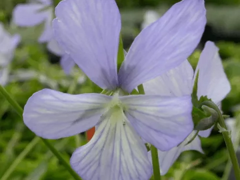 Viola (C) 'Boughton Blue'