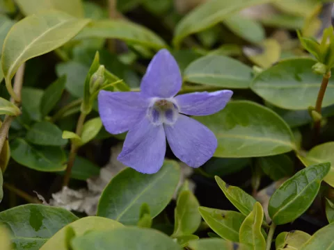 Vinca minor 'Josefine'