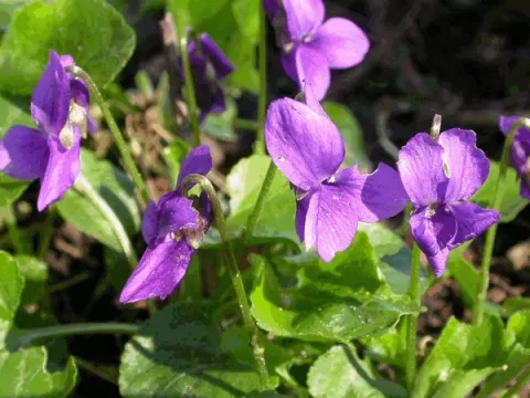 Viola odorata 'Koenigin Charlotte'