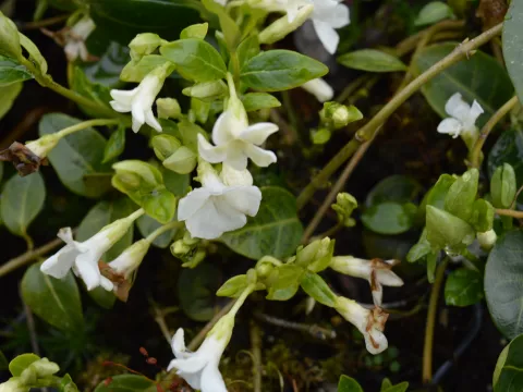Vinca minor 'Alba'