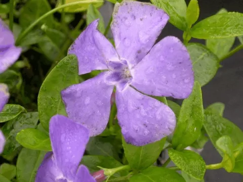 Vinca minor 'Marie'