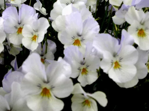 Viola (C) 'Milkmaid'