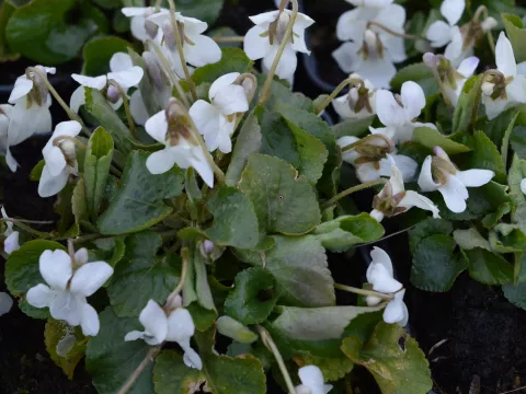 Viola odorata 'Alba'