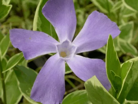 Vinca major 'Variegata'