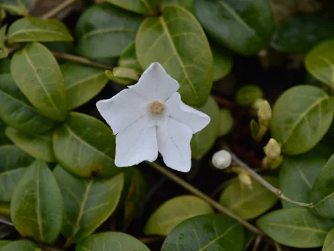 Vinca minor 'White Power'